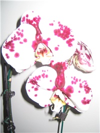 b9b66b07-Picture 026.jpg